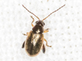 Longitarsus atricillus